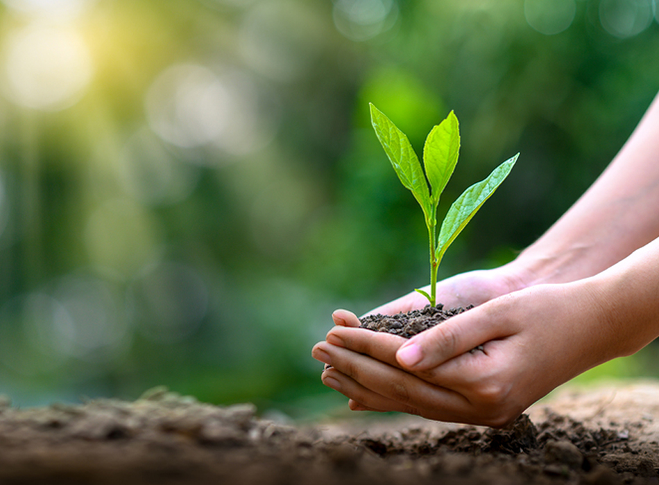 1M are planting trees for us all.... Listing Image